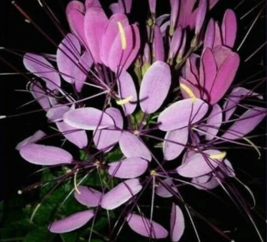 Purple Queen Spider Plant Seeds - 100 Pack - Clome Spinosa Perennial - US Seller - Flower & Bee Friendly
