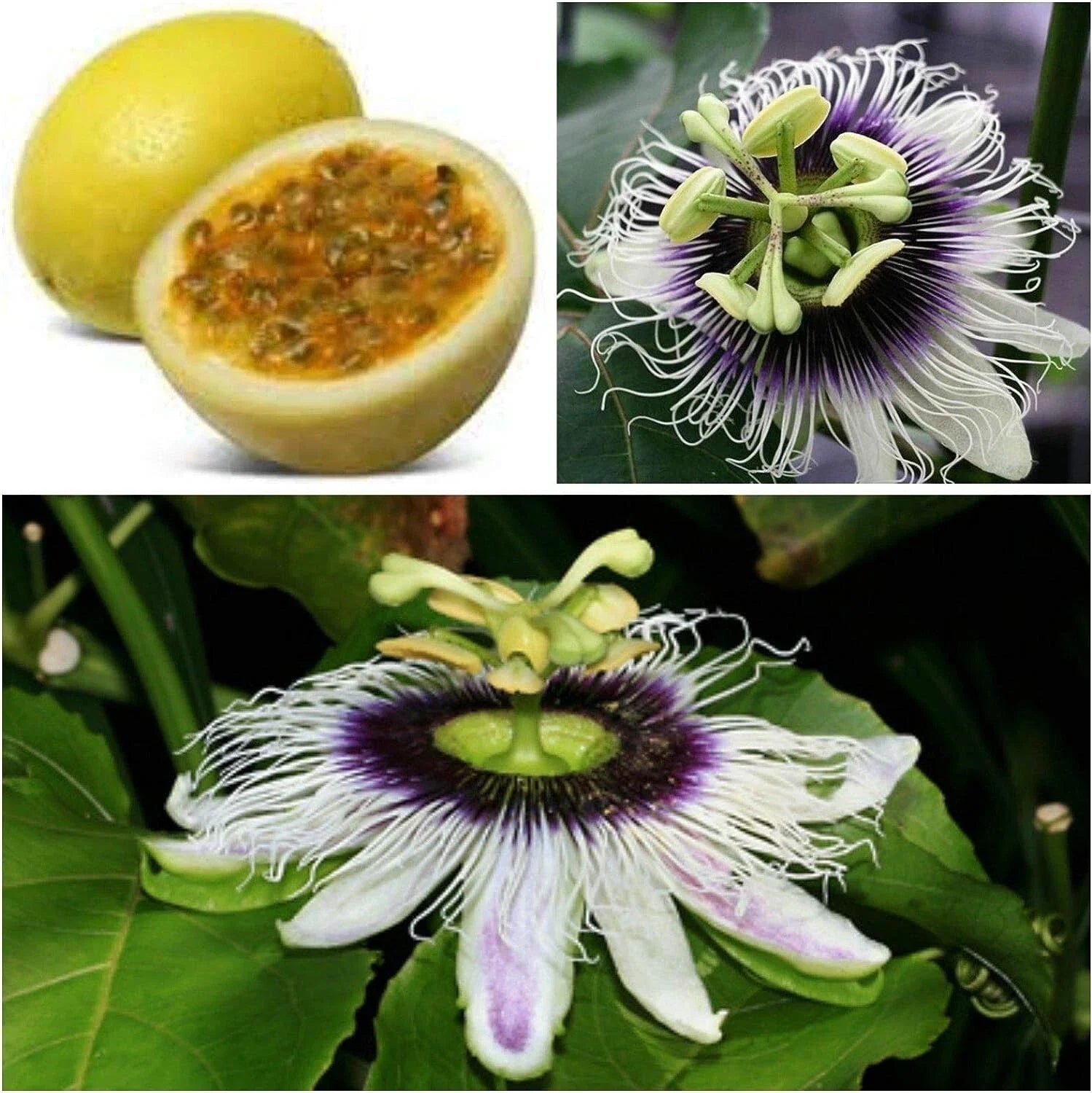 Sweet Sunrise Passion Fruit Plant - Live Starter Plant - Passiflora edulis - Self Fertile - Ships in Container - (1) Healthy Rooted Plant
