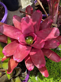 Bromeliad Plant - Neoregelia 'Petra' - Colorful Tropical Indoor Houseplant