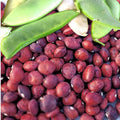 Dixie Speckled Butterpea Lima Bean Seeds - Southern Baby Variety - Perfect for 2025 Planting - High Germination Rate