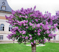 Persian Lilac Seeds - Fast Growing Sacred Tree - Melia azedarach - 30 Seeds - Free US Shipping