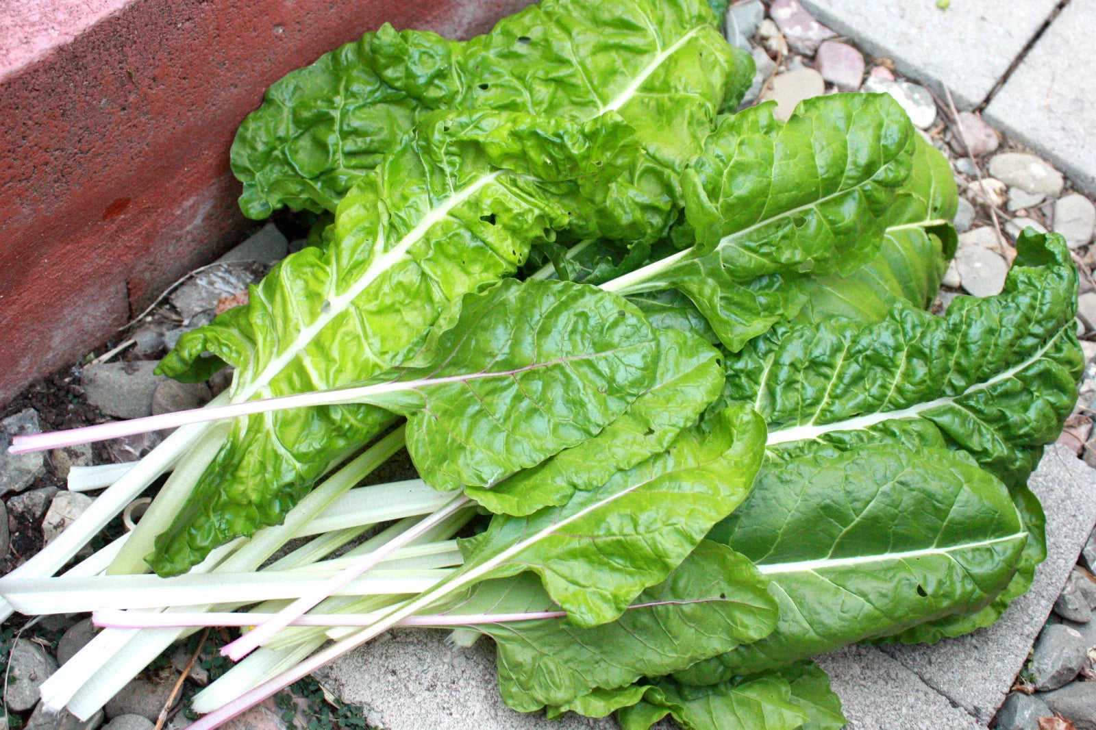 Swiss Chard Seeds - Fordhook Swiss Chard - 105 Seeds for Fresh Salad Greens - GroCo