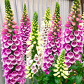 Foxglove 100 Seeds - Mixed Colors Purple Pink White Yellow Shades - Digitalis purpurea - 2025 Planting