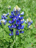 Texas Bluebonnet Seeds - 25+ Pack - Lupinus texensis - Ideal for Garden Planting - Fast Germination - USA