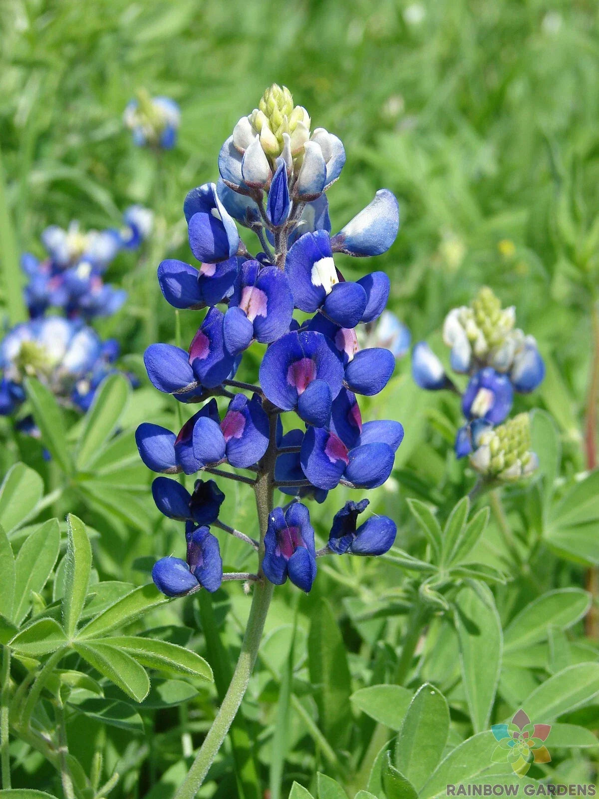 Texas Bluebonnet Seeds - 25+ Pack - Lupinus texensis - Ideal for Garden Planting - Fast Germination - USA