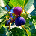 Edible Fig Tree Seeds - 10 Pack - Ficus carica - Non-GMO, Heirloom Variety, Fruit-bearing