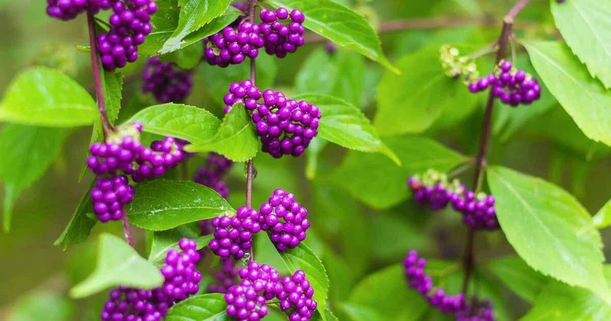 Purple American Beauty Berry Seeds - 50 Count - Callicarpa americana - Ideal for Gardens and Landscaping