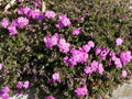 Red Admiral Phlox Seeds - 100+ Count - Vibrant Red Flowers - Phlox paniculata - Ideal for Garden Planting, USA