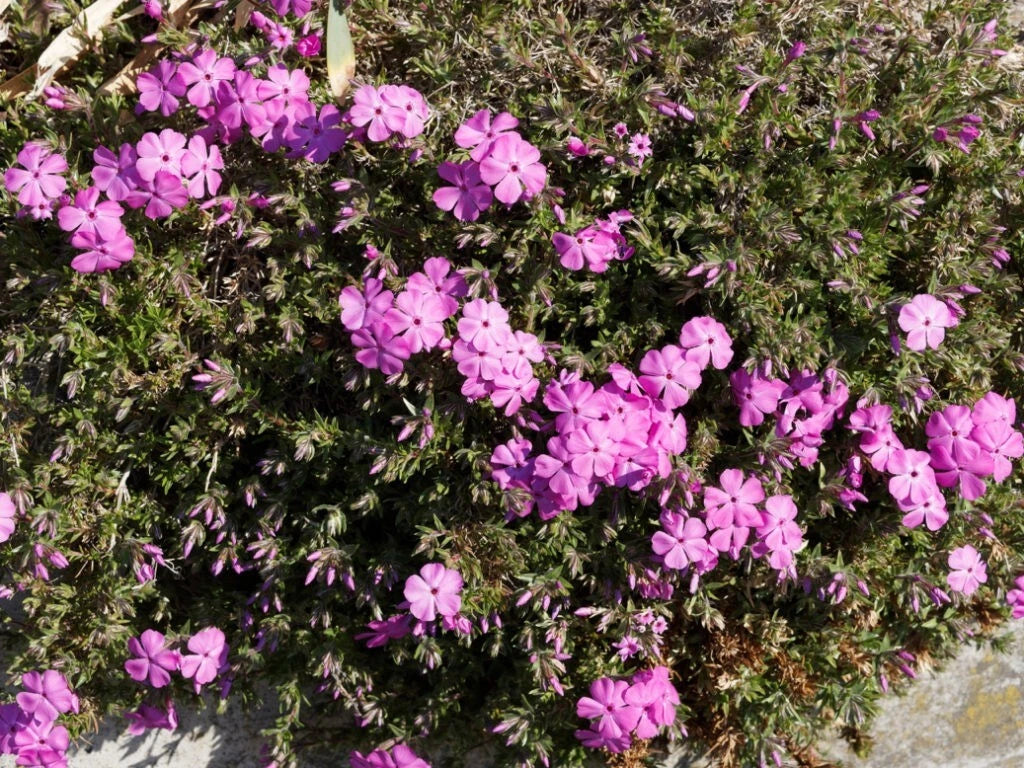 Red Admiral Phlox Seeds - 100+ Count - Vibrant Red Flowers - Phlox paniculata - Ideal for Garden Planting, USA