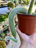 Monkey Tail Cactus Cuttings - 3 Naked Root Cuttings - Unique Cactus Variety (Cleistocactus colademononis)