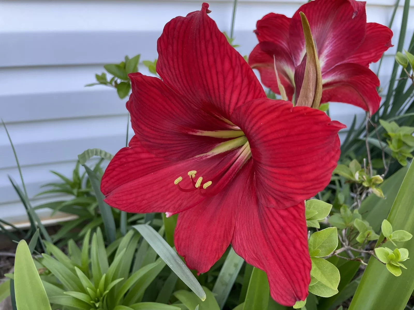Red Giant Amaryllis Seeds - 30+ Seeds - Hippeastrum - Beautiful Red Blooms - Indoor/Outdoor Planting
