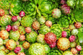Hen's and Chick's Succulent Seeds - 200 Seeds - Hardy Perennial - Sempervivum spp.