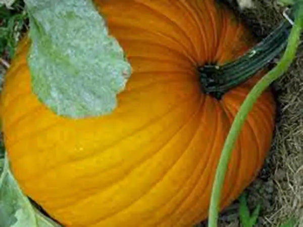 Pumpkin Seeds - 100 Count - Connecticut Field Heirloom - Non-GMO - Cucurbita pepo