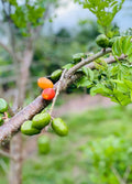 Hog Plum Cuttings - 5 Fresh Cuttings, Jamaican Red Coat Plum, Spondias mombin, Up to 9.0" Long
