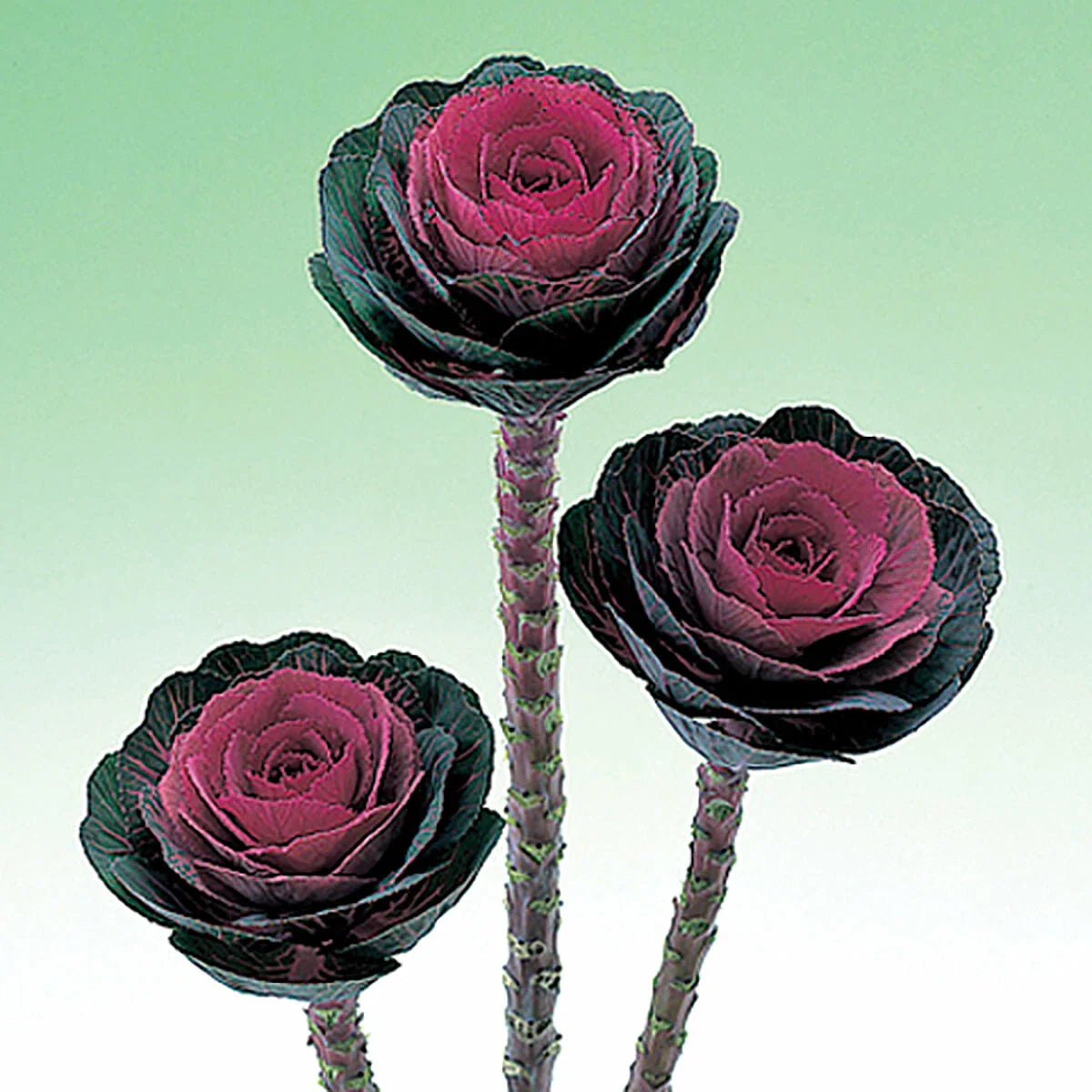 Ornamental Kale Seeds 40 Count - Crane Pink Variety - Fresh Seed for Planting - Brassica oleracea