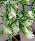 Rhipsalis Cereuscula 'Coral Cactus' | 3 Inch Pot | Rooted Tropical Plant | Unique Houseplant