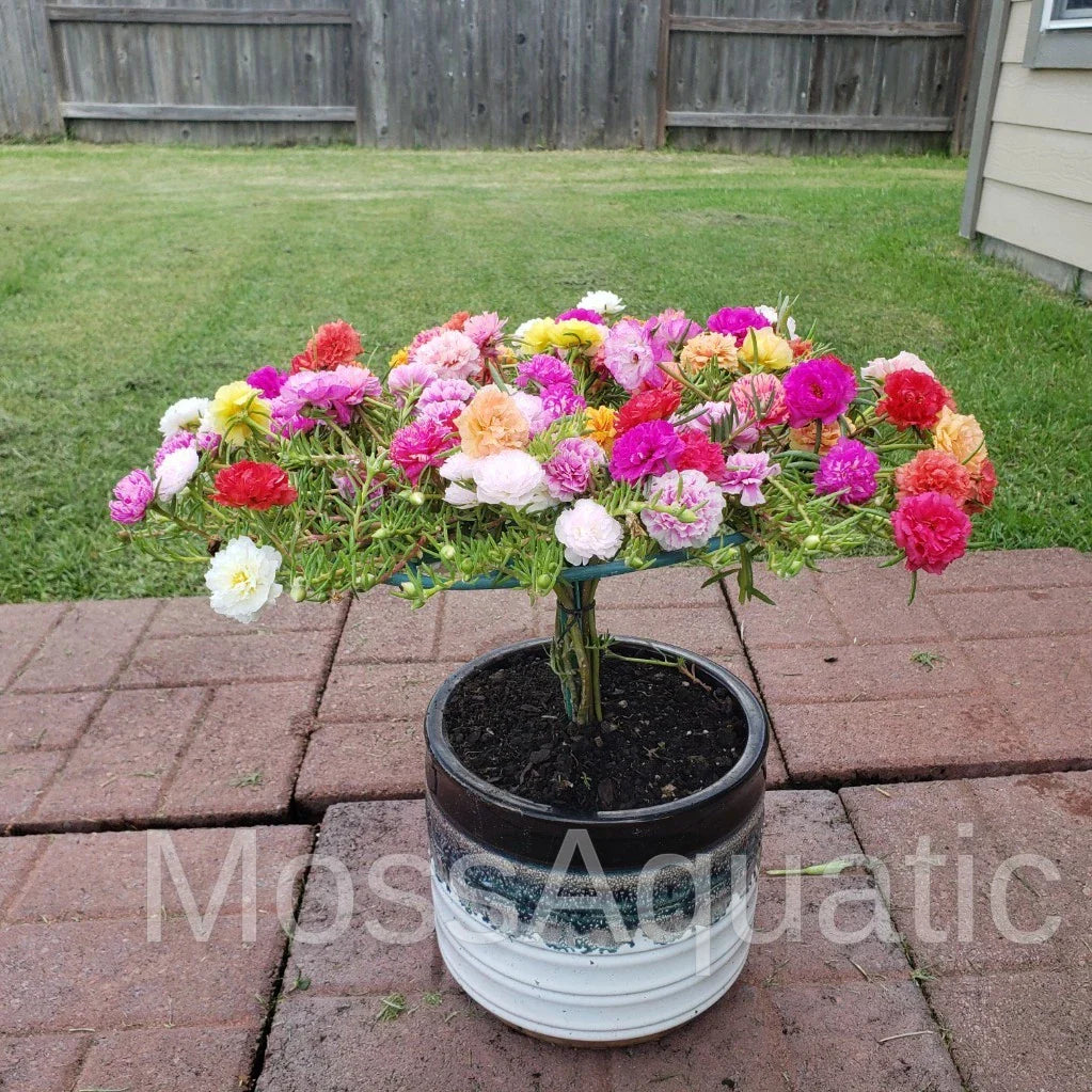 Moss Rose Cuttings - 24 Unrooted Colorful Varieties - Portulaca Grandiflora Mix