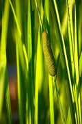 50 Sweet Flag Native Seeds for Planting, Acorus americanus, Aquatic Perennial, Wetland Plants, Natural Landscaping