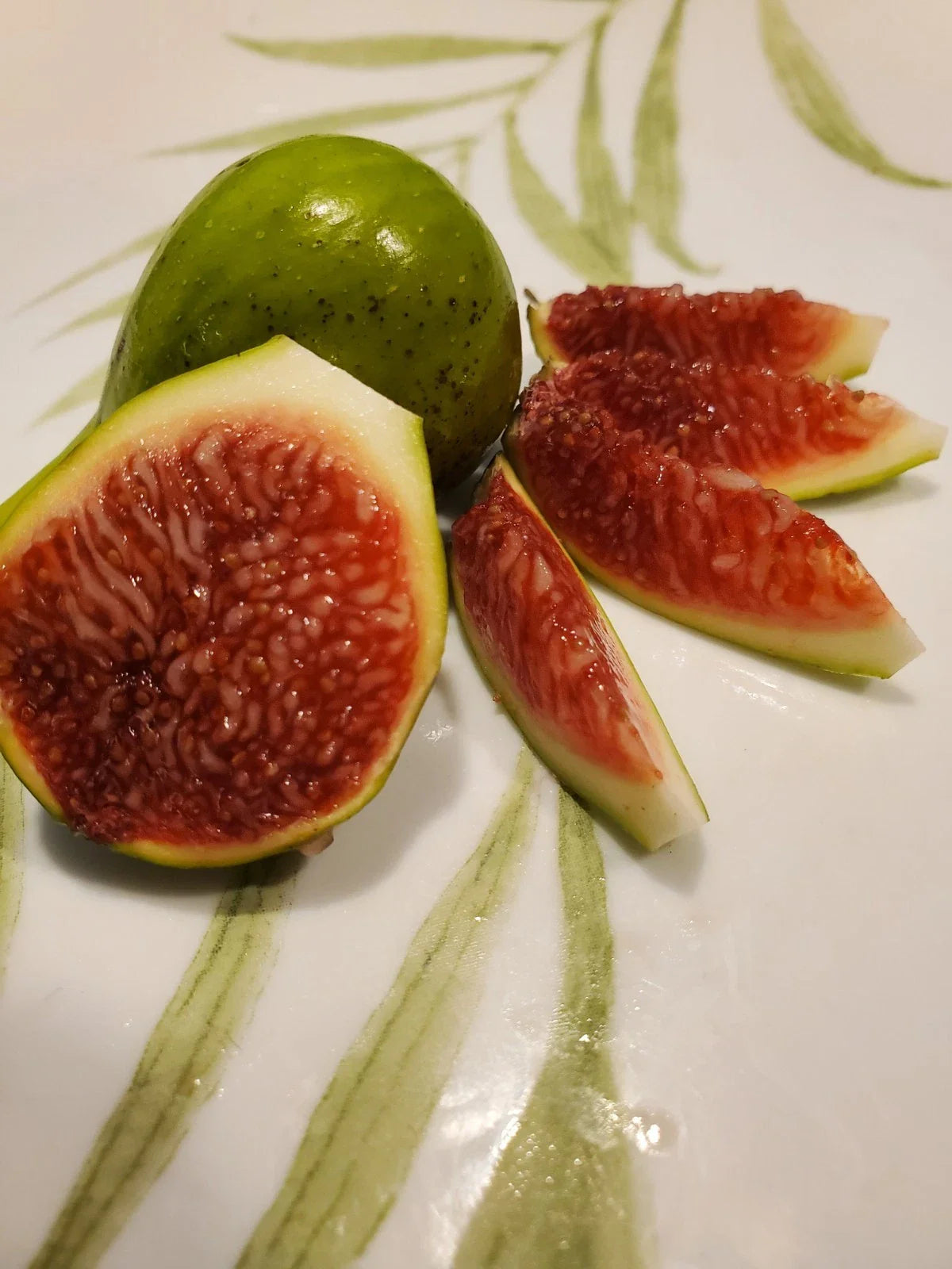 White Madeira #1 Fig Cutting - 10 Inch Summer Cutting - Ficus carica