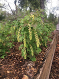 Currant Cuttings (8 Pack) – 5–10" Hardwood Cuttings: 4 Pink Champagne & 4 Primus White, Heirloom Fruit Bush Starts