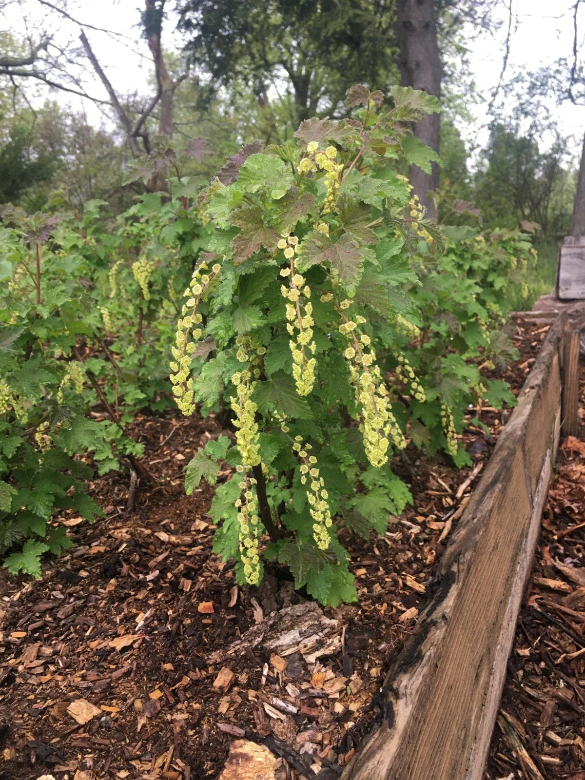 Currant Cuttings (8 Pack) – 5–10" Hardwood Cuttings: 4 Pink Champagne & 4 Primus White, Heirloom Fruit Bush Starts