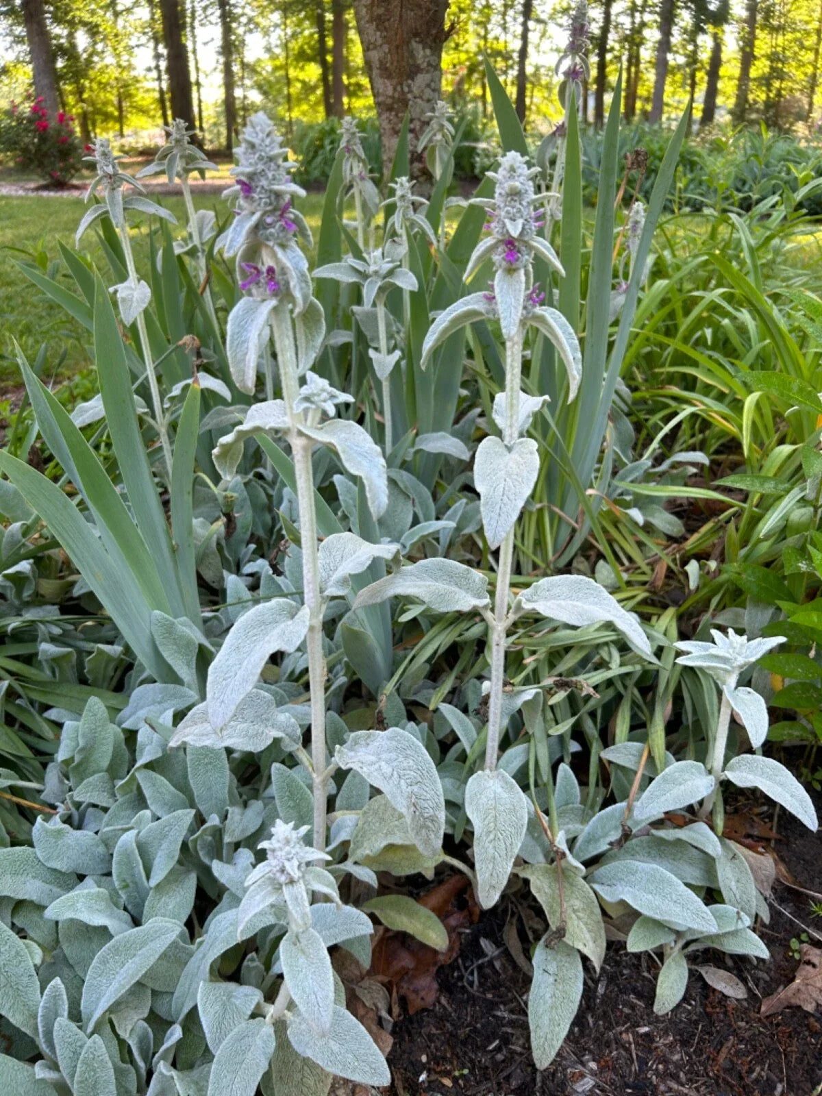 Lambs Ear Transplants - 10 Bare Root Plugs - Organic Purple Flowering Plant - Stachys byzantina