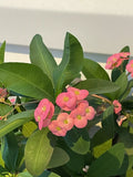 Crown of Thorns Cutting 6”+ Pink Euphorbia milli Live Plant Well Rooted Indoor Outdoor Evergreen Thorns