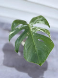 Monstera Albo Borsigiana Cutting - Rare Variegated Houseplant - Monstera Deliciosa Variegata