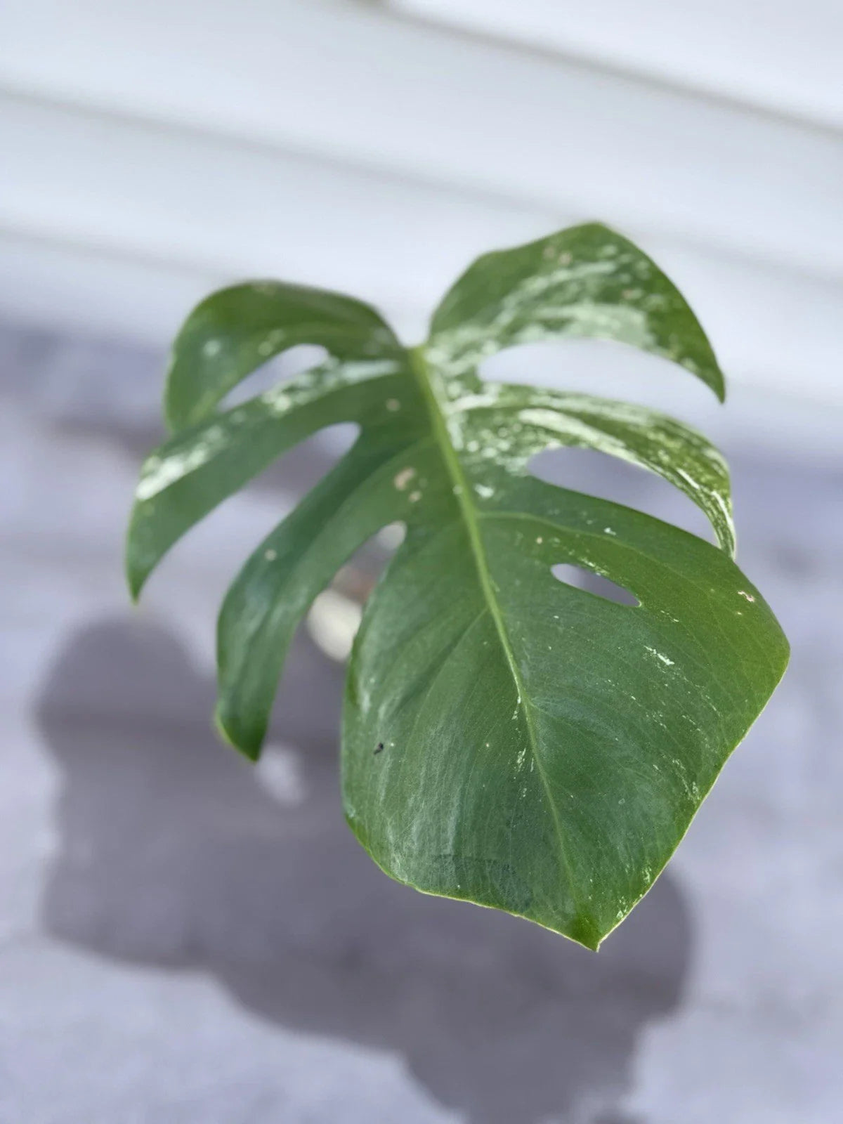 Monstera Albo Borsigiana Cutting - Rare Variegated Houseplant - Monstera Deliciosa Variegata