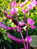 Purple Moon Hyacinth Bean Seeds - 10+ Seeds - Lablab Purpureus - Edible Ornamental Vine