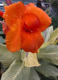 Tiger Stripe Canna Lily Bulbs (2 Pack) - Orange Flowers, Striped Foliage, Tropical Plant, Canna indica
