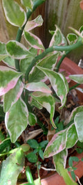 Devil's Backbone Plant - Variegated Euphorbia tithymaloides - Rooted Sea Shell Variety