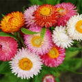 Swiss Giant Mix Strawflower Seeds | Non-GMO | Colorful Dried Flower Mix | Helichrysum bracteatum