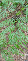 Eagle Fern Live Plants Set of 5 - Rare Woodland Ferns Pteridium aquilinum