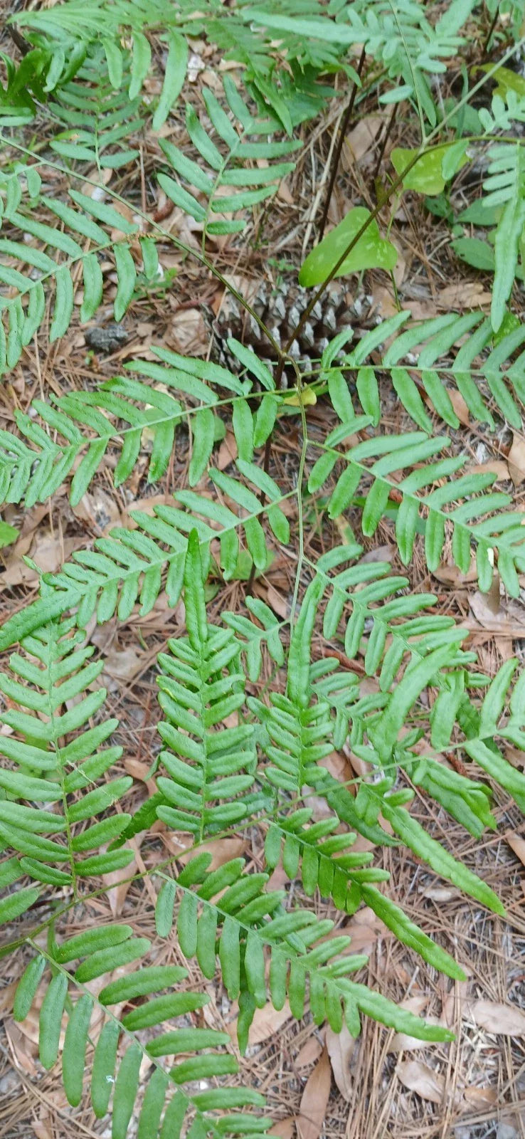 Eagle Fern Live Plants Set of 5 - Rare Woodland Ferns Pteridium aquilinum