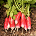 French Breakfast Radish Seeds | Red Pink White Long Radishes | Raphanus sativus | 2025