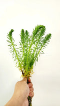 Parrot's Feather Aquatic Plant - Marginal Pond Plant - Myriophyllum aquaticum - Buy 3 Get 3 Free Offer