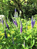Speedwell Plants - Royal Candles Variety - Veronica Perennial - 10 Pack