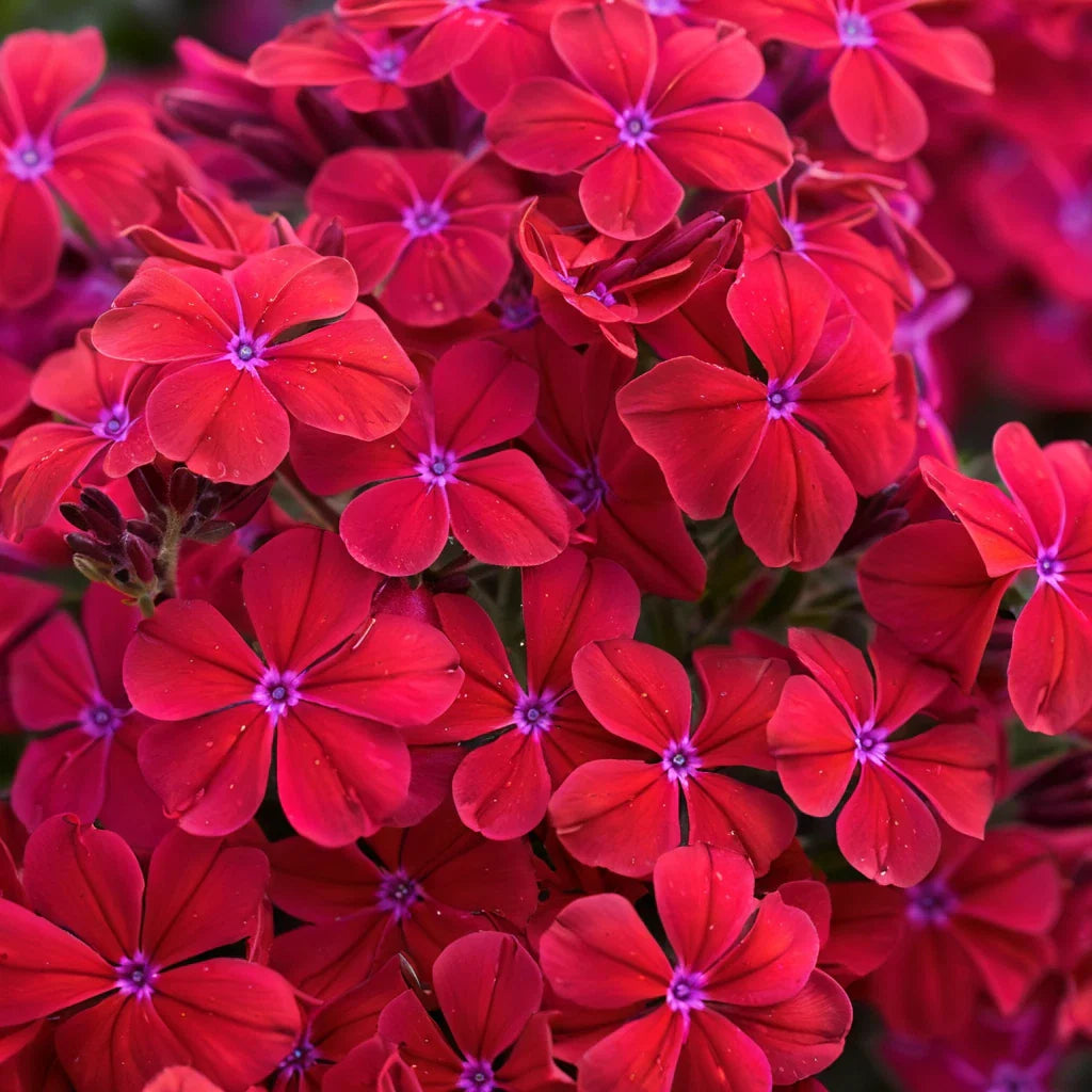 Red Hot Phlox Seeds - 50 Pack - Perennial Flower Seeds for Bees & Butterflies - Phlox paniculata - US Seller