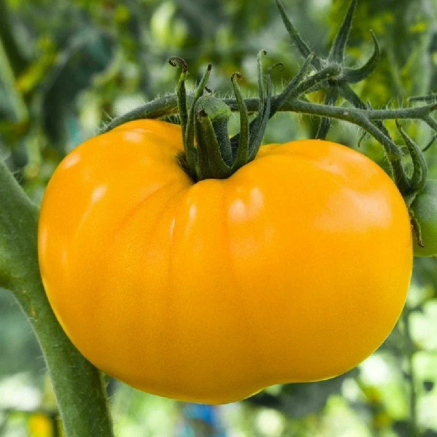 Golden Jubilee Tomato Seeds | Medium Beefsteak | Golden Sunray | NON-GMO | Free Shipping