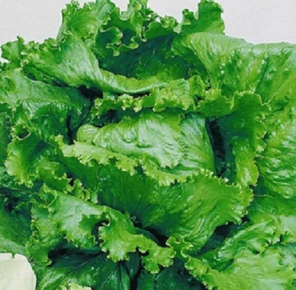 Lettuce Seed - Great Lakes Crisphead Variety - Fresh Seed - Lactuca sativa
