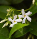 Star Jasmine Live Plant Cuttings 6" Trachelospermum jasminoides - 7 Rooted Flowering Cuttings for Garden or Home Decor