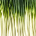 Tokyo Long White Bunching Onion Seeds 200+ Pack | Vegetable Garden | Allium fistulosum