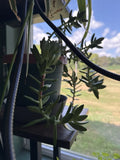 Succulent Leaves for Propagation - 4 Varieties - Ideal for Planting and Growing - Perfect for DIY Projects