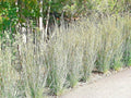 Little Bluestem Seeds - 500+ Count - Native Prairie Grass - Ornamental Perennial - Fall Colors - Schizachyrium scoparium