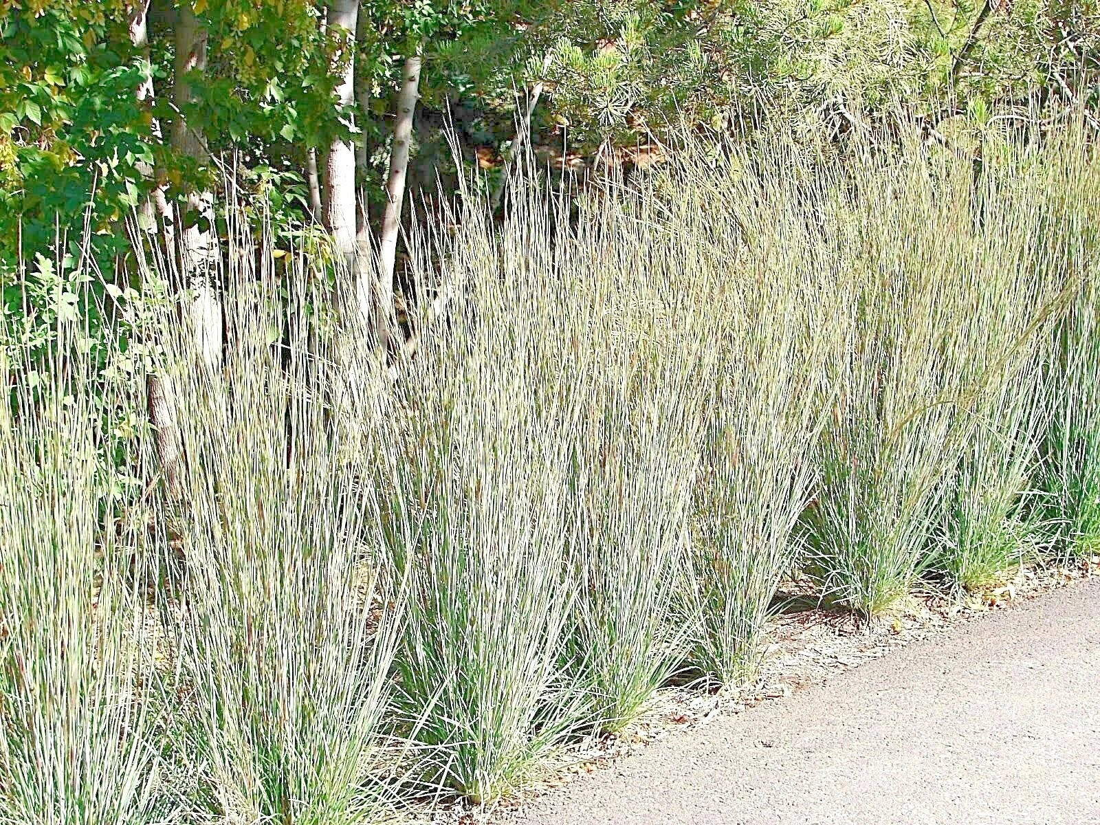 Little Bluestem Seeds - 500+ Count - Native Prairie Grass - Ornamental Perennial - Fall Colors - Schizachyrium scoparium