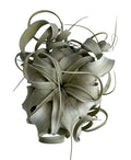 Xerographica Air Plant - Tillandsia - 3" to 9" Sizes - Unique Tillandsia Xerographica Variety for Home Decor