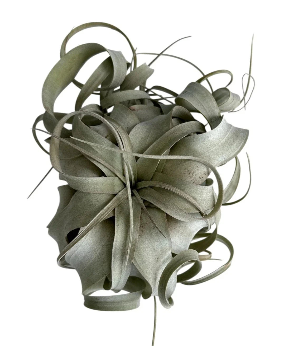 Xerographica Air Plant - Tillandsia - 3" to 9" Sizes - Unique Tillandsia Xerographica Variety for Home Decor
