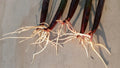 5 Live Red Mangrove Plants – Rhizophora Mangle Propagules/Seeds – Aquarium, Saltwater & Freshwater Tank Filter Plants