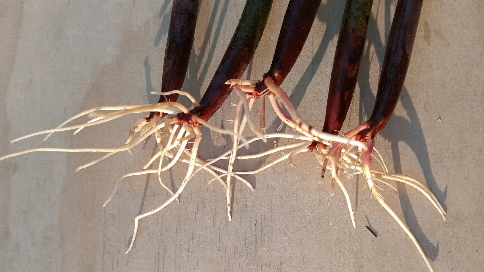 5 Live Red Mangrove Plants – Rhizophora Mangle Propagules/Seeds – Aquarium, Saltwater & Freshwater Tank Filter Plants